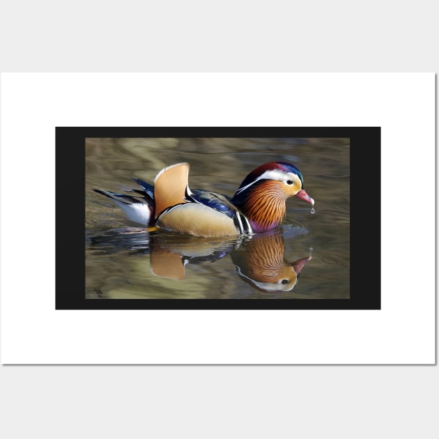 Mandarin duck on water with reflection Wall Art by Simon-dell